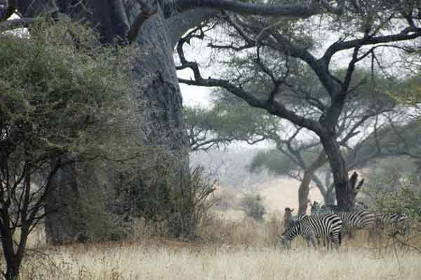 45 - Tanzania - Cebras y arboles baobabs - parque nacional de Tarangire